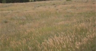 10798 East Pinewood Drive Parker, CO 80138 - Image 10000297