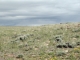 WT 2-15, WT 2-16 Medicine Bow, WY 82329 - Image 10233436