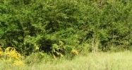 26356 Antioch Rd Andalusia, AL 36421 - Image 10234189