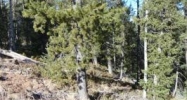 17 Wa-Hi Rd Divide, CO 80814 - Image 10254657