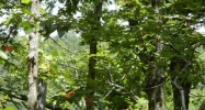 1072 Mayfield Lane Ranger, GA 30734 - Image 10301339
