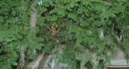 154 Hibiscus Dr Leesburg, FL 34788 - Image 10343020