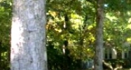 6835 Autumn Oaks Dr Olive Branch, MS 38654 - Image 10401519