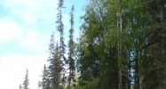 L9 Opengate Court Sterling, AK 99672 - Image 10428307