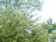 66 North Aberdeen Drive Mendham, NJ 07945 - Image 10430384