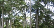 Lot 25 Oakview Subdivision Apn R510 Hilton Head Island, SC 29926 - Image 10803759