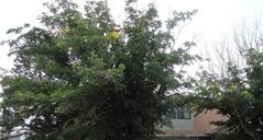 328 Serrano Ave - Image 10835010