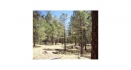 1C Coconino Forest Rd137A Parcel 4 Payson, AZ 85541 - Image 10969819