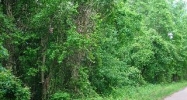 61.59 Acres MC 28 Texarkana, AR 71854 - Image 11081118