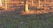 LOT#38 NORTHPARK 1 Eddyville, KY 42038 - Image 11354155