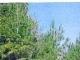 0 Hwy 204 Ellabell, GA 31308 - Image 11377769