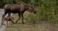Tr 10 Bear Road Sterling, AK 99672 - Image 11414744