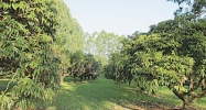 34-1439 HAWAII BELT RD Papaaloa, HI 96780 - Image 11533867