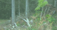 Xxx 160th St Nw Gig Harbor, WA 98335 - Image 11672425