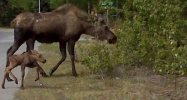 Mile 20.1 Kenai Spur Hwy Nikiski, AK 99635 - Image 11755211