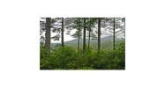 531 Bear Cub Path Hayesville, NC 28904 - Image 11811224