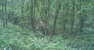 0 W Pine Lick Road Whitleyville, TN 38588 - Image 11846450