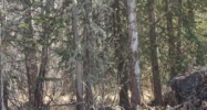 B2 L1 Sierra Mesa Circle Chugiak, AK 99567 - Image 11875404