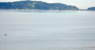 9396 Cornell Rd SE Port Orchard, WA 98366 - Image 11876345