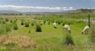 00 County 223 & 233 Rifle, CO 81650 - Image 12629052