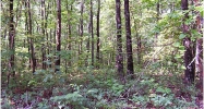 0 Lester Shelton Road Dahlonega, GA 30533 - Image 13360378