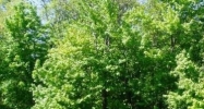 4 Lots Norhill Estates Saint Francis, MN 55070 - Image 14427256