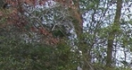 Green Point Rd Boomer, NC 28606 - Image 14430320