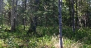 6542 E Spruce Hen Drive Wasilla, AK 99654 - Image 14444265