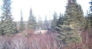 54540 Hutler Road Homer, AK 99603 - Image 14447099