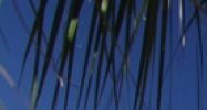 Sea Forest Dr & Green Key Rd New Port Richey, FL 34652 - Image 14448965