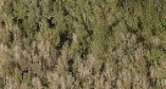 NW Corner Of Kent Grove Rd and US Hwy 52 Spring Hill, FL 34610 - Image 14449164