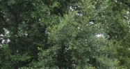 0 Highway 1077 Covington, LA 70435 - Image 14453505