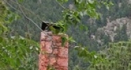 10045 Ute Trail Cascade, CO 80809 - Image 14453693