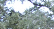 6017 San Felipe Houston, TX 77057 - Image 14455545