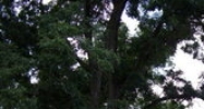 3528 Highway 134 Midland City, AL 36350 - Image 14465038