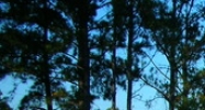 2994 Co Rd 4 Fitzpatrick, AL 36029 - Image 14465019