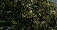 787 Harrison Avenue New Orleans, LA 70124 - Image 14472399
