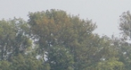 SR. 9 & SR. 46 Columbus, IN 47203 - Image 14476117