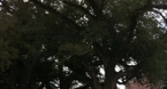 4950 Dauphine Street New Orleans, LA 70117 - Image 14485542