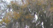 104 East Fletcher Avenue Tampa, FL 33612 - Image 14512153
