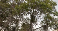 5033 W Laurel Street Tampa, FL 33607 - Image 14583841