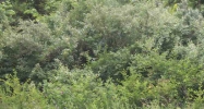 0 Hill Rd. Grand Blanc, MI 48439 - Image 14931905