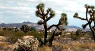 Inez Drive Yucca Valley, CA 92284 - Image 14933770