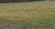 1 acre Withrow Court Bardstown, KY 40004 - Image 14933837