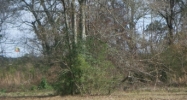 Pelican Park Drive Lot 6 Ponchatoula, LA 70454 - Image 14935541