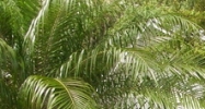 6119 Grand Blvd. New Port Richey, FL 34652 - Image 14936629