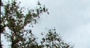 12802 Tampa Oaks Boulevard Tampa, FL 33637 - Image 14947060