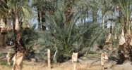 85701 Middleton Thermal, CA 92274 - Image 14956155
