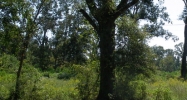 Old Hammand Hwy. 10 Acres Baton Rouge, LA 70816 - Image 14958426
