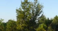 lot #5 Seymour Myers Blvd. Covington, LA 70433 - Image 14965303